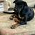 CataHoula-Great Dane :  Need to re-HOME 1 thumbnail