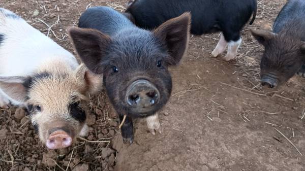 Piglets need new farm 1