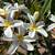 Plumeria 2 thumbnail