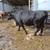 Heavy bred cows 5 thumbnail