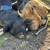 Reducing drove of Kunekune Pigs 2 thumbnail