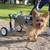 *LetPetRun* Sz2 - Pet Wheelchair,  Adjustable, Lightweight 6 thumbnail