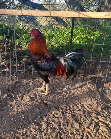 Gamefowl 1