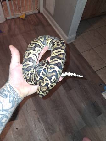 Ball Python Trades 1