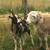 Proven Katahdin Ram +/- flock 9 thumbnail