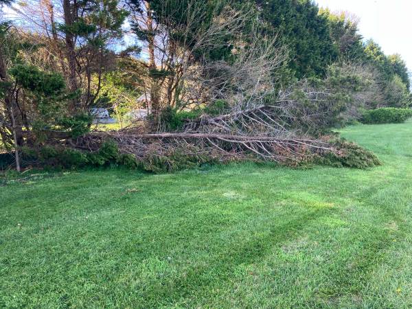 Grass Cutting 1