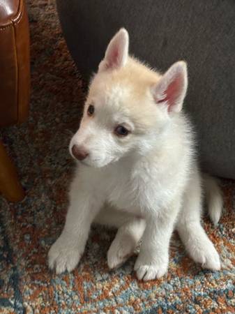 Friendly husky puppy (Burbank)63913719387266121