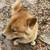 Chow chow 2 thumbnail