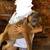 cane corso 5 thumbnail