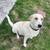 Blue Heeler/Yellow Lab Puppy 7 thumbnail