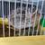 Quails available 2 thumbnail