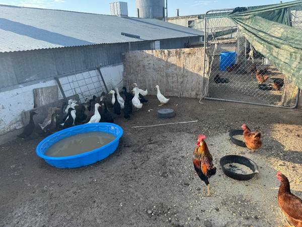 Ducks - 1