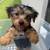 Yorkies 7 thumbnail