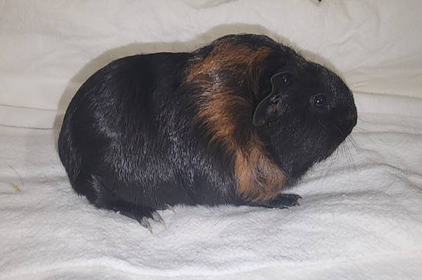 Baby guinea pigs537543281067304961