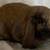 Black tort holland lop doe 2 thumbnail