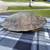Real Turtle Shell 6 thumbnail