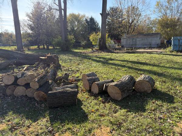 Free Firewood – First Come, First Serve 1