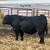 Simmental Yearling Bulls 2 thumbnail