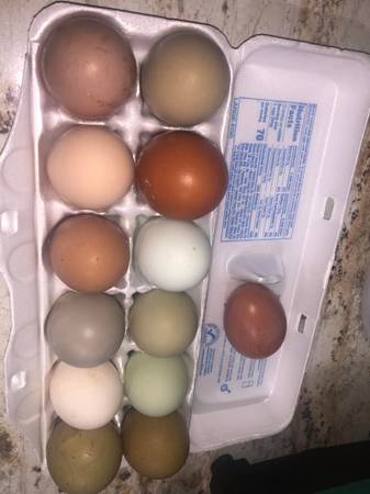 Chicken hatching eggs 1