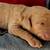 Multi-generational goldendoodle 5 thumbnail