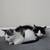Male kittens 1 thumbnail
