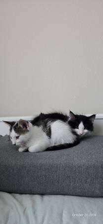 Male kittens 1