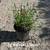 Plants 4 thumbnail