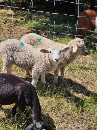 Lambs 1
