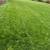 🌿 Profesional Landscaper, Fair Prices - El Patron Lawn care🌿 12 thumbnail