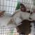 Rabbit 1 thumbnail