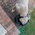 Dog rehoming 2 thumbnail