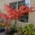 Japanese Maple, plus fruit and shade trees 3 thumbnail