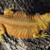 1 year old adult Bearded Dragon Citrus, Paradox, Blue, Hypo, etc 4sale 3 thumbnail