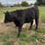 Black Angus Steer 2 thumbnail