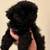 Precious Shih Tzu girl for Rehome 2 thumbnail