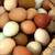 15 Easter and olive egger hens 8 thumbnail