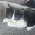 4 kitten 1 thumbnail