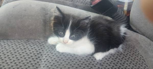4 kitten 1