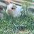 Pet bunnies 3 thumbnail