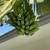 Banana plants. 5 thumbnail