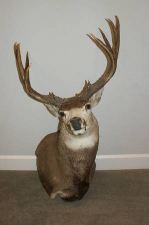 10 Point Mule Deer Buck-Shoulder Mount 1