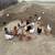 Laying Hens 18 thumbnail
