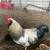 Roosters 1 thumbnail