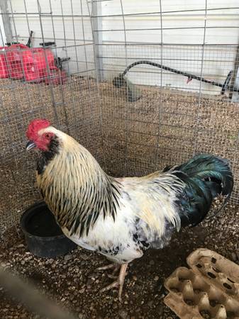 Roosters 1