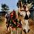 Horses Available for Lease 1 thumbnail