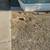 Lawn maintenance & Trash hauling/ junk removal( FREE Estimates!)(El paso) 21 thumbnail