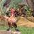Bantam roosters 1 thumbnail