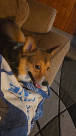 Corgi (Brodhead)63735854546817120