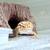 Bell Albino Leopard Geckos 3 thumbnail