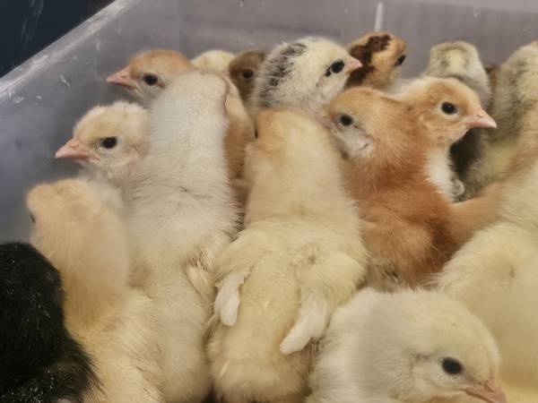 Chicks 1
